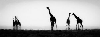 "Giraffe Mirage"