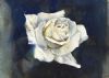 "White Rose"