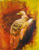 "Cape Vulture"