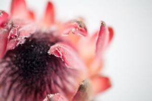 "Protea #2"