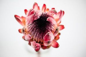 "Protea #3"