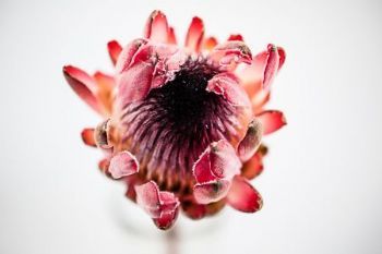 "Protea #3"