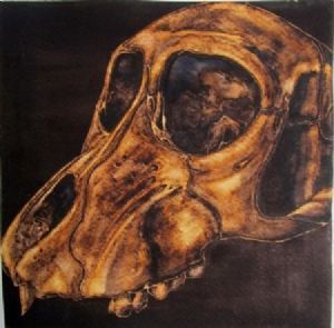 "Juvenile Baboon Skull 16"