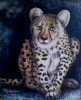 "Cheetah Crouching"