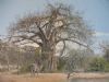 "Nwanedi Baobab"