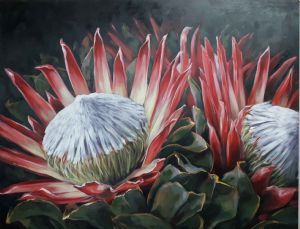 "Protea "