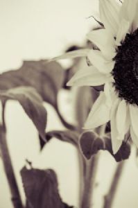 "Sunflower #3"
