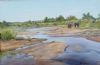 "Elephants on Lower Sabie River. KNP"