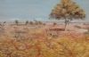 "Etosha Under The Leadwood Tree"