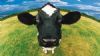 "Cow"