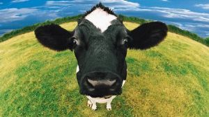 "Cow"