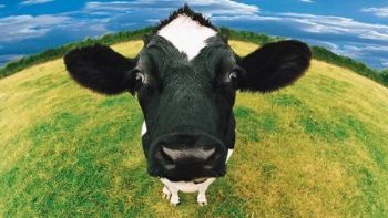 "Cow"