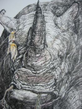 "Tinted, Grazing Rhinoceros, with Red-Billed Oxpeckers"