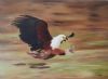 "African Fish Eagle"