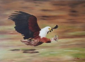 "African Fish Eagle"