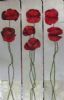 "Poppy"