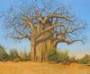 "Baobab Tree "