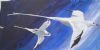 "Red Billed Tropic Bird (Marina Bird)"