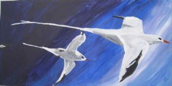 "Red Billed Tropic Bird (Marina Bird)"