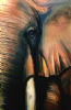 "Greeting Eye"