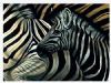 "Young Zebra Panic"