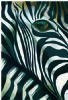 "Zebra Eye"