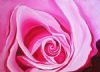 "Pink Rose"
