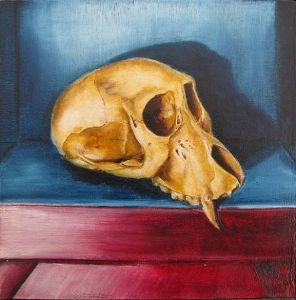 "Juvenile Baboon Skull 23"