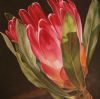 "Protea Pink Play"