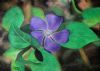 "Purple Flower"