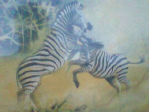 "Zebra Battle for Grazing Land"