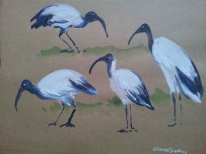 "Sacred Ibis"