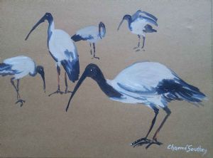 "Sacred Ibis 2"