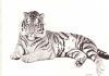 "Tiger Seven"