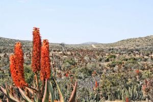 "Aloe Veld"