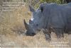 "Kruger National Park Rhino 03 with Scripture"