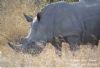 "Kruger National Park_Rhino 02"