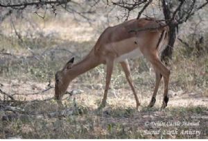 "Kruger National Park_Impala 01"