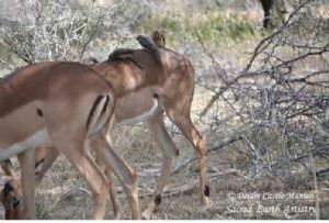 "Kruger National Park_Impala 02"
