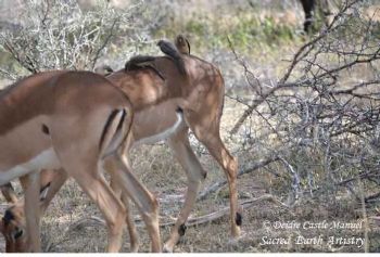 "Kruger National Park_Impala 02"