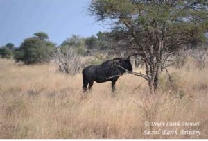 "Kruger National Park - Wildebeest 01"