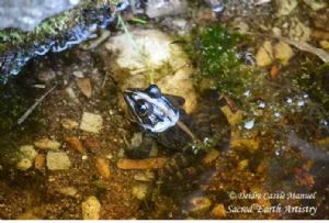 "Botanical Garden Betty's Bay Frog 01"