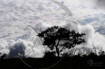 "Dark Tree Clouds"