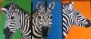 "Zebra Pop Two "