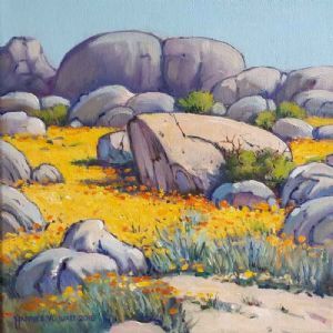 "Namaqua Daisies"