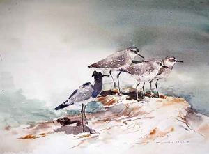 "3 Grey Plovers, 1 Blacksmith Lapwing"