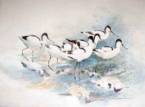 "7 Avocets"