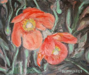 "Wild poppies Free State"