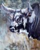 "Nguni Bull"