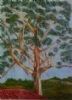 "Gumtree Behind Sheep Shed"